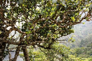 Фото История чайного дерева в Китае