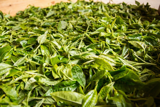 Картинки Шэн пуэр с гор 老班章 Лао Бань Чжан