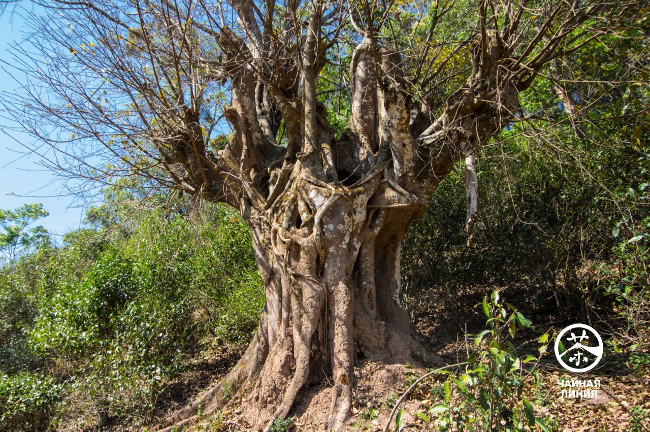 Древнее дерево в горах Иу