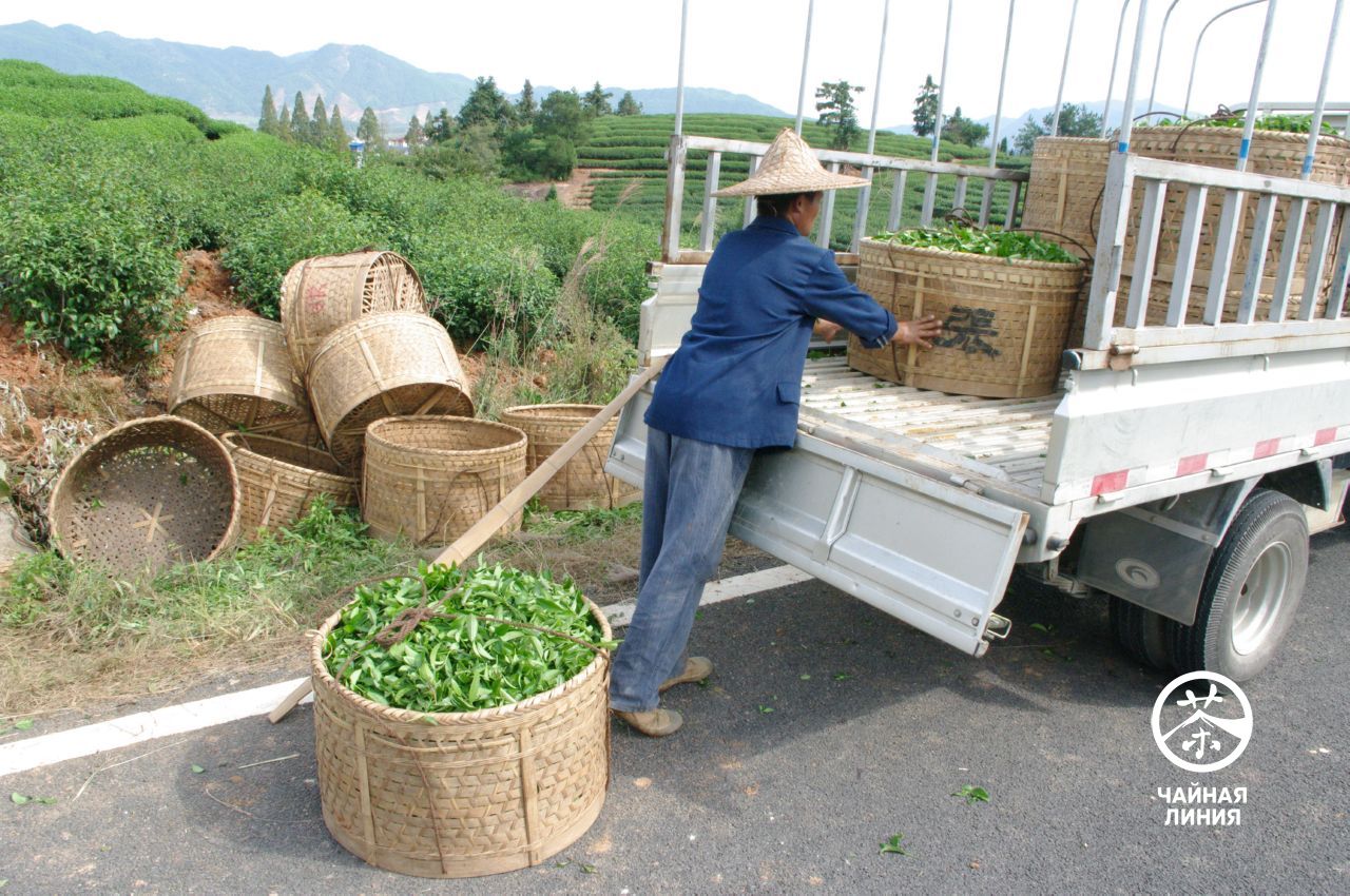 Производство чая Да Хун Пао