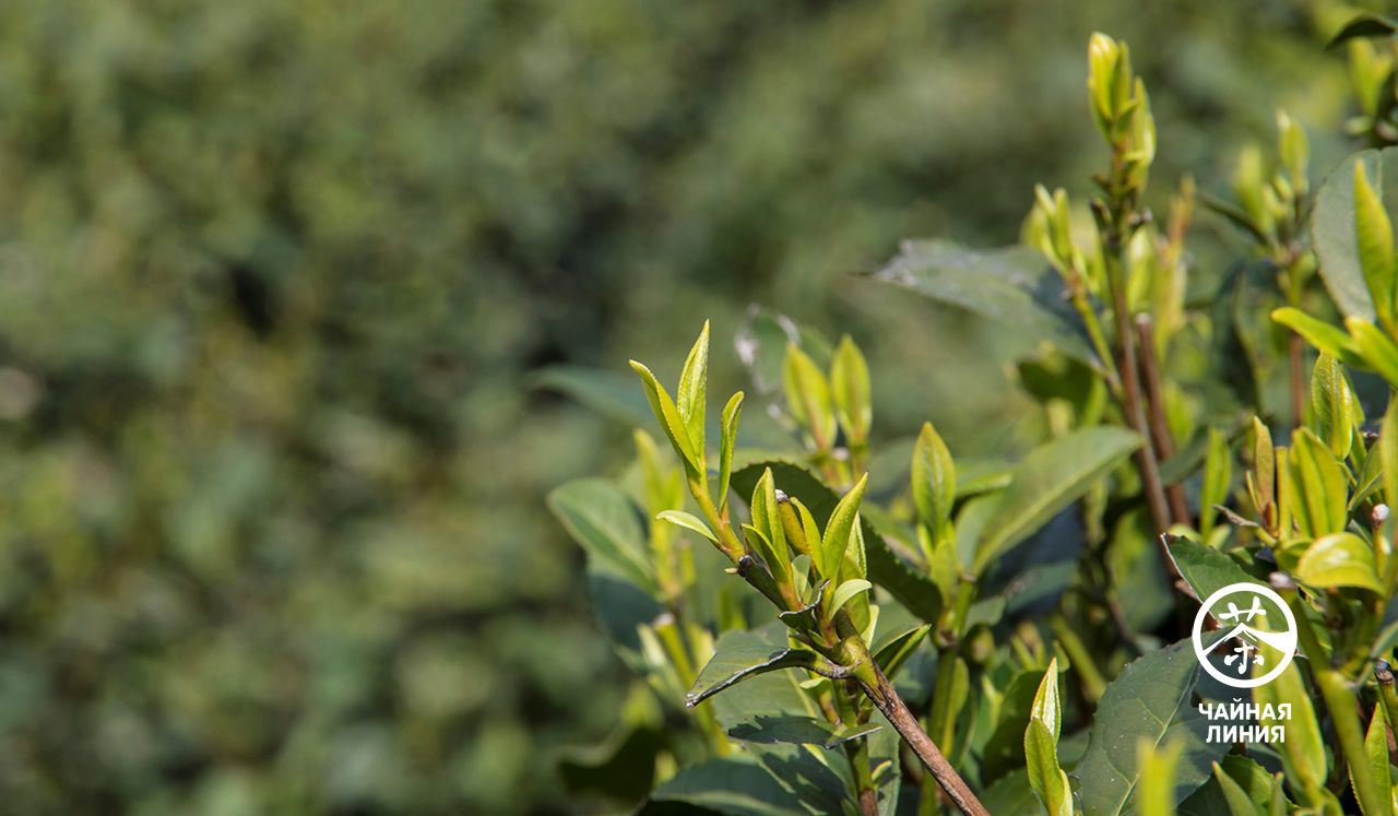 Удивительные свойства зелёного чая
