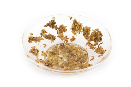 Османтус душистый (гуйхуа)|Цветки растений