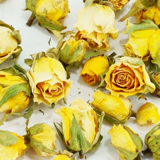 Бутоны желтой иранской розы|Цветки растений