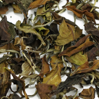 Белый чай Lao shu bai tea 2023 Nanben Laozhai laoshu (from old trees from Nanben Laozhai)