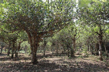 Шу пуэр 2018 года "187572" от бренда "Mr. Eighteen" 357 г Прессованный шу пуэр - Шу пуэр 2018 года "187572" от бренда "Mr. Eighteen" 357 г,